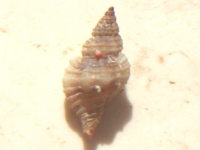 Ocinebrina hybrida, Ocinebrina paddeui e Ocinebrina sp.